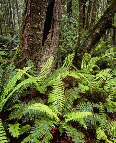 Ferns and Myrtle trees in temperate rainforest - Stock Image - E640/0354 - Science Photo Library