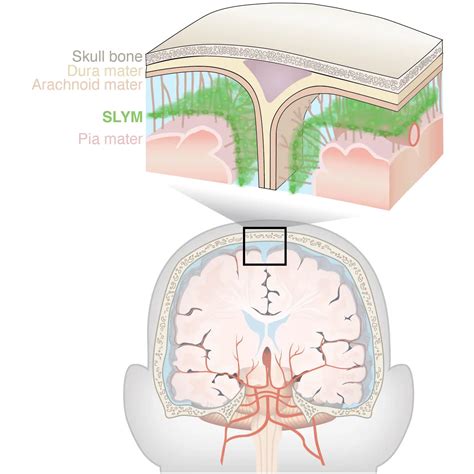 Neuroscientists Discover Previously Unknown Component of Brain Anatomy