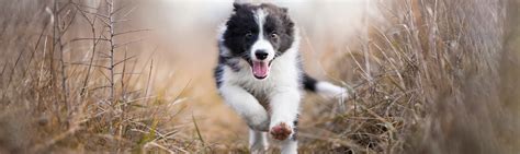 Training Your Border Collie Puppy - Border Collie Behaviourist