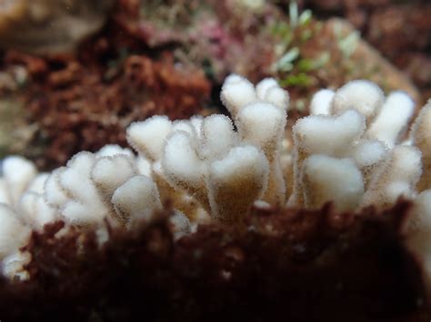 Coral Bleaching – Norfolk Island