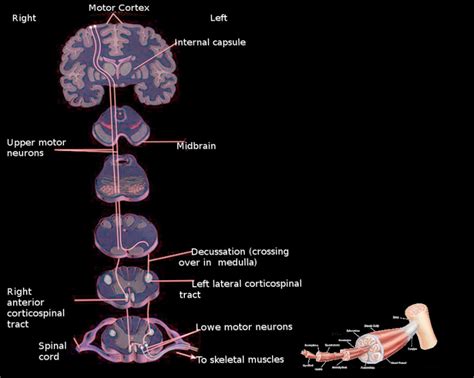 Lateral Corticospinal Tract