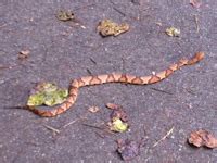 Copperhead vs Cottonmouth Snake Photos, Difference in Venom