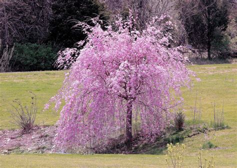 Weeping Cherry Pink 6ft - Hello Hello Plants & Garden Supplies