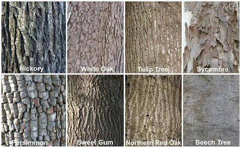 Tree Bark Identification Guide - nagle-dziecko