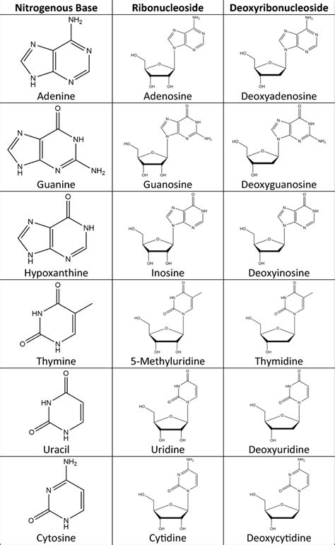 Depiction of different forms for nitrogenous bases and nucleosides ...