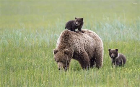 Brown bear with cubs [2] wallpaper - Animal wallpapers - #42867