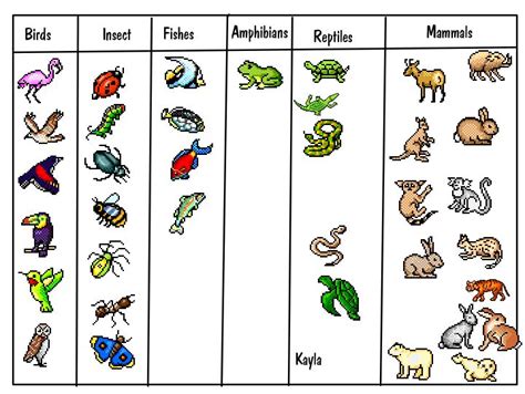 animal worksheet: NEW 333 ANIMAL CLASSIFICATION WORKSHEET GRADE 2