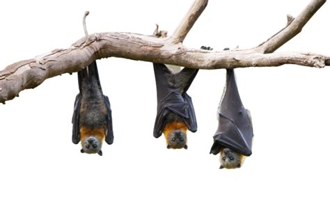 Bat Removal, Charlotte, NC | A-1 Wildlife Control