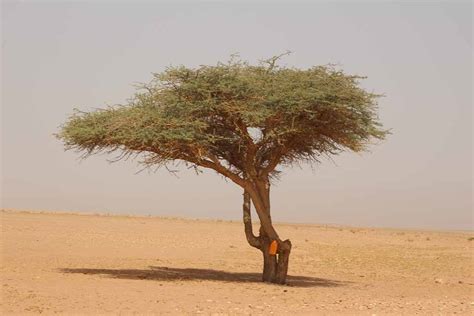 Landscapes of Sahara - Desert Candles