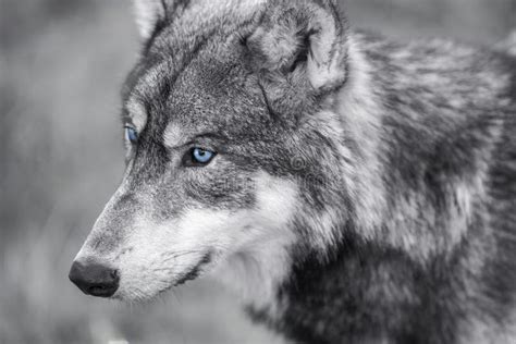 North American Gray Wolf WIth Blue Eyes Stock Image - Image of canadian, white: 48624049