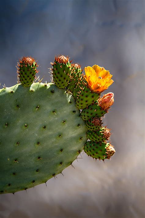 Prickly Pear Cactus Flower Photograph by John Haldane