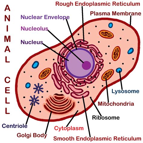 Animals cell labeled : Biological Science Picture Directory – Pulpbits.net