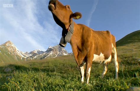 Image - Wild & Weird Sound Ideas, COW - SINGLE MOO, ANIMAL 02.png ...