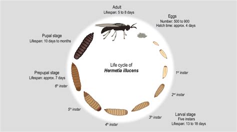 Use Of Black Soldier Fly Larvae (Hermetia Illucens) In Feed, 54% OFF