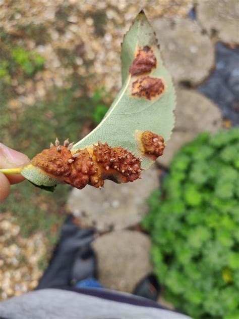 diseases - What are these raised brown sections on the backs of the leaves on my pear tree ...