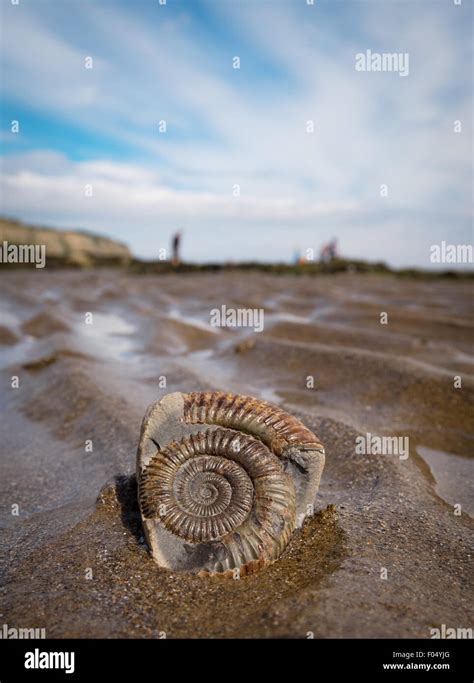 Jurassic coast fossils hi-res stock photography and images - Alamy