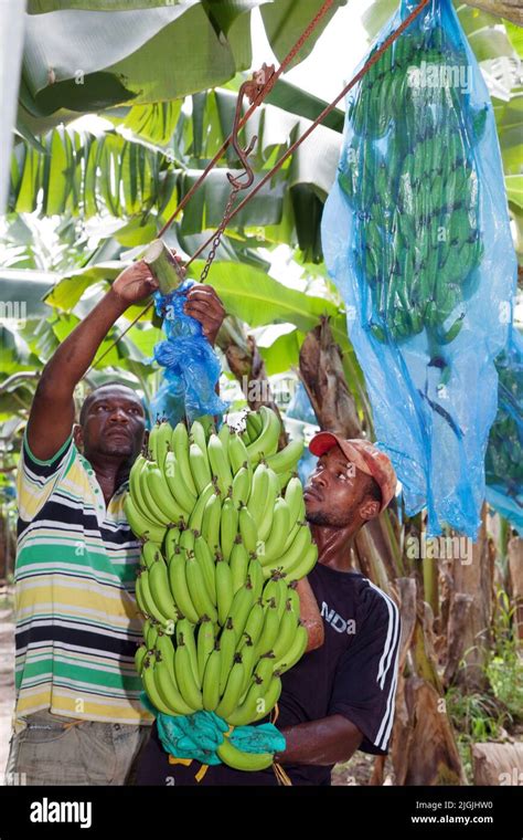 Jamaica,harvesting bananas in the plantation of Jamaica Producers Group near Ocho Rios Stock ...