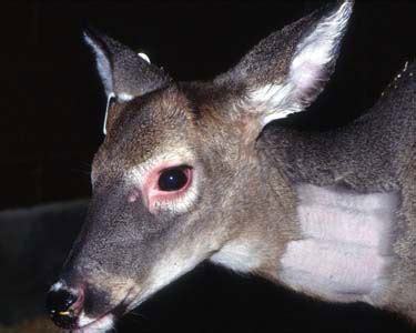 Blue Tongue Disease In Deer - Pregnant Health Tips