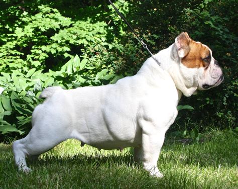 Shorty Bully - very new breed (started in the 00s) bred from english/french bulldogs and uk ...