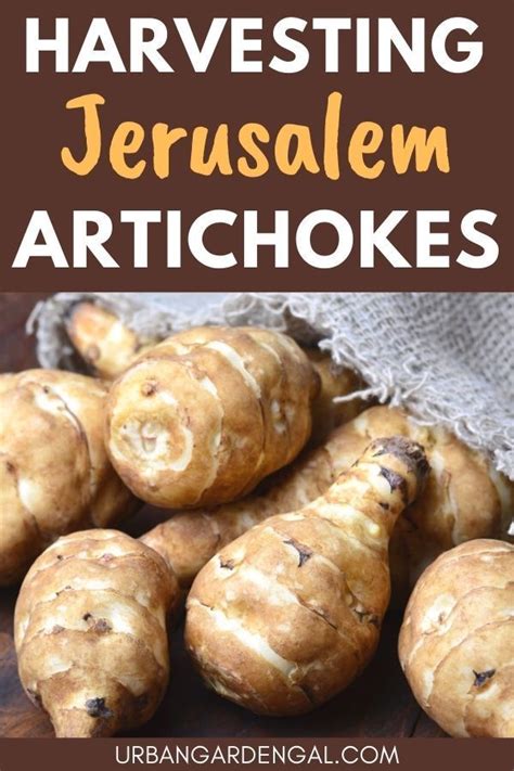 How to Harvest Jerusalem Artichokes | Jerusalem artichoke, Artichoke, Heirloom vegetables