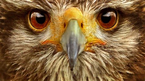 eagle, Hawk, Eyes Wallpapers HD / Desktop and Mobile Backgrounds