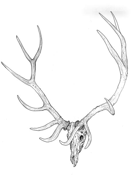 Elk Antlers Drawing at GetDrawings | Free download