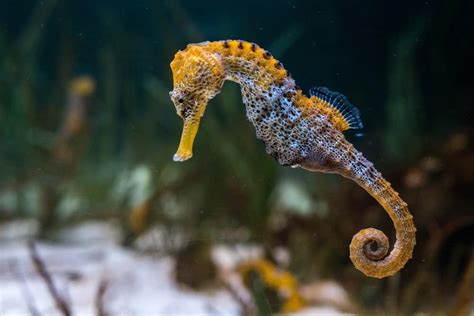 Seahorse Fish Facts | Hippocampus | AZ Animals