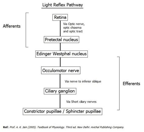 Corneal Reflex Pathway Flowchart