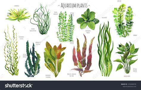 Freshwater Aquarium Plants List