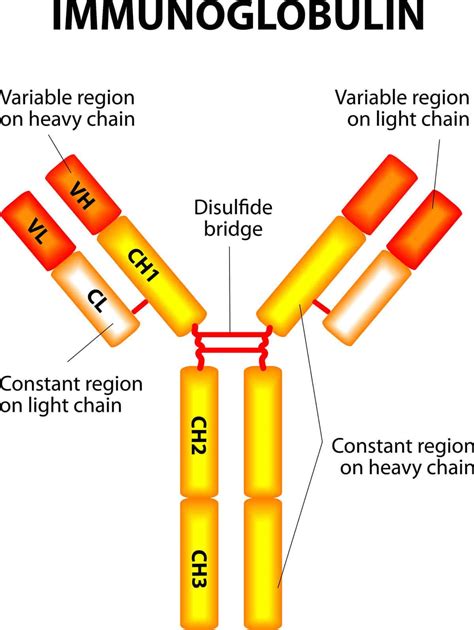 Immunoglobulins - The Transporter of Antibodies