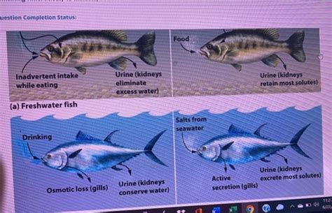 Solved Both saltwater and freshwater fish have adaptations | Chegg.com