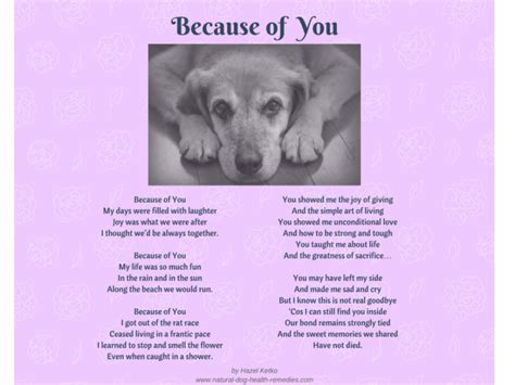 24 touching pet loss poems to find comfort in – Artofit