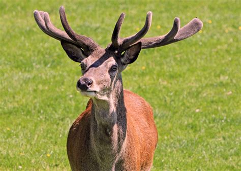 Deer Stag Free Stock Photo - Public Domain Pictures