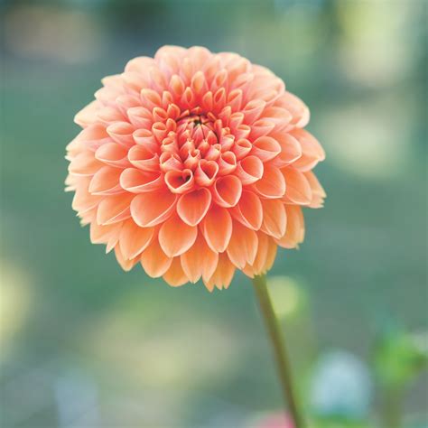 How to Grow Dramatic Dahlias - Flower Magazine