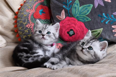 Silver Tabby British Shorthair Kittens | Catzilla British Shorthairs