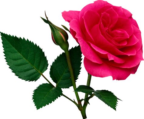 Rose PNG flower images, free download