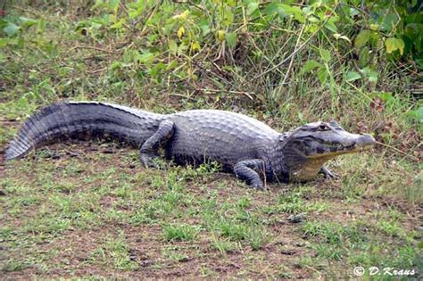 Caiman | Animal Wildlife