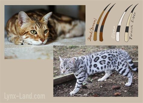 Silver bengal cat genetic