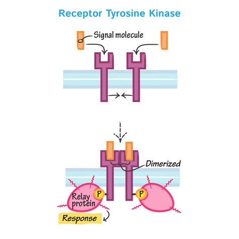 General Biology Glossary: Receptor Tyrosine Kinase | Draw It to Know It