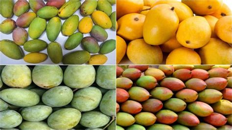 Mango Season in India: From Dasheri to Alphonso, 6 Types of Mangoes That Are Absolutely ...