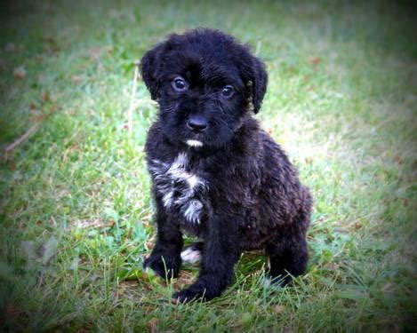 Boxerdoodle Registered Puppies for Sale in Omaha, Nebraska Classified | AmericanListed.com