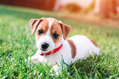 Jack Russell Terrier Puppies [11 Essentials To Keep In Mind]