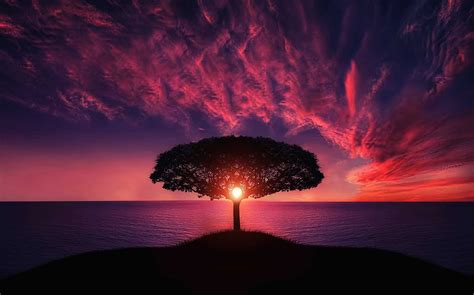 Sunset Tree Red Ocean And Sky Wallpaper, HD Nature 4K Wallpapers, Images and Background ...