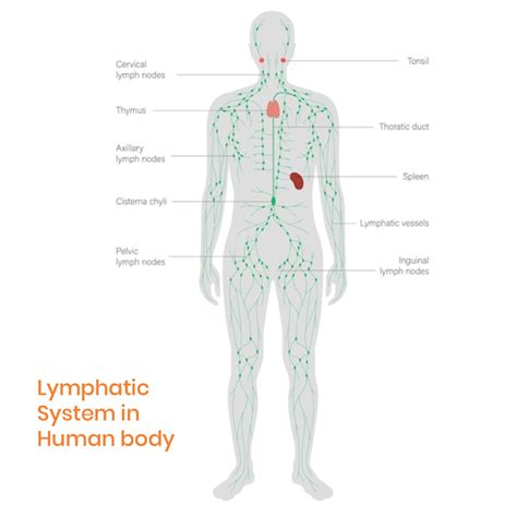 What Infections Can Cause Swollen Lymph Nodes In Groin - Infoupdate.org