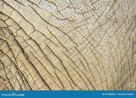 Elephant Skin Nature Pattern Stock Photo - Image of nature, gray: 53706066