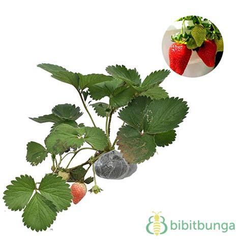 6 Jenis Tanaman Buah Dalam Pot yang Cepat Berbuah - BibitBunga.com