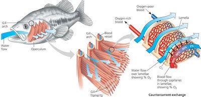 Rozaini Othman (Guru Cemerlang Biologi): The structure and function of fish gills