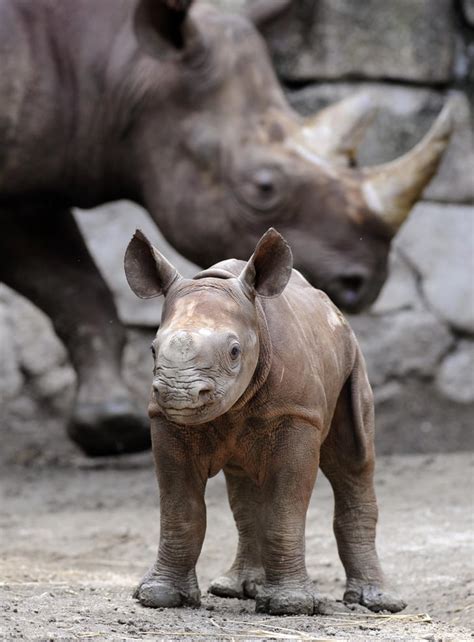 Baby Black Rhino at Tokyo's Ueno Zoo! Photo 4