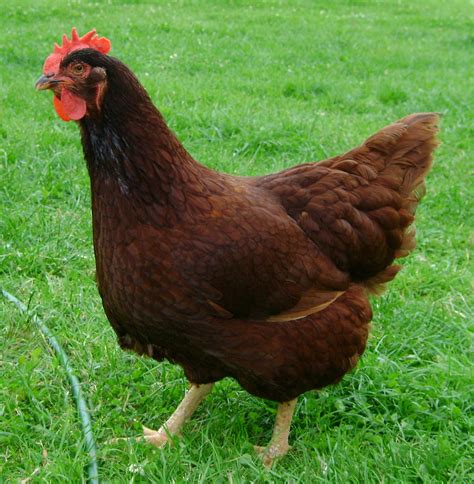 Chicken Nugget – The Rhode Island Red | Куры на даче, Куры, Курообразные