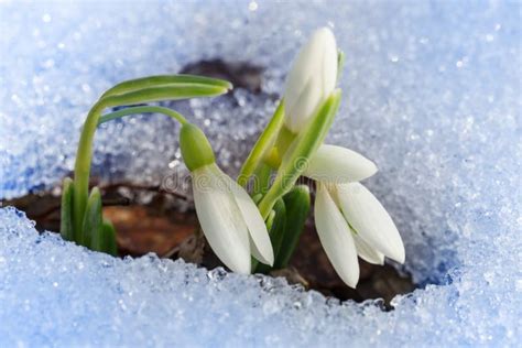 Spring snowdrop flowers stock image. Image of life, detail - 34232281